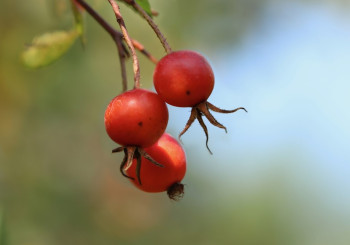 Raising roses from seeds