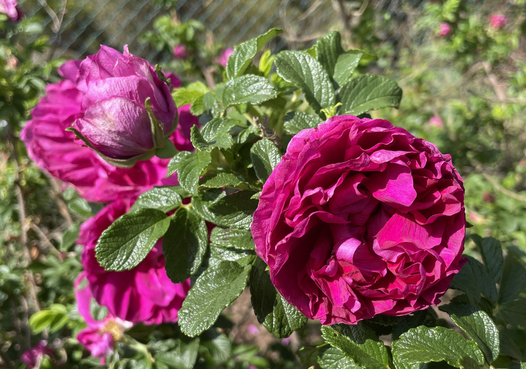 Take a stroll along the Heritage Border. Lots of blooms will be your reward.